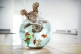 Teddy bear in fish tank.